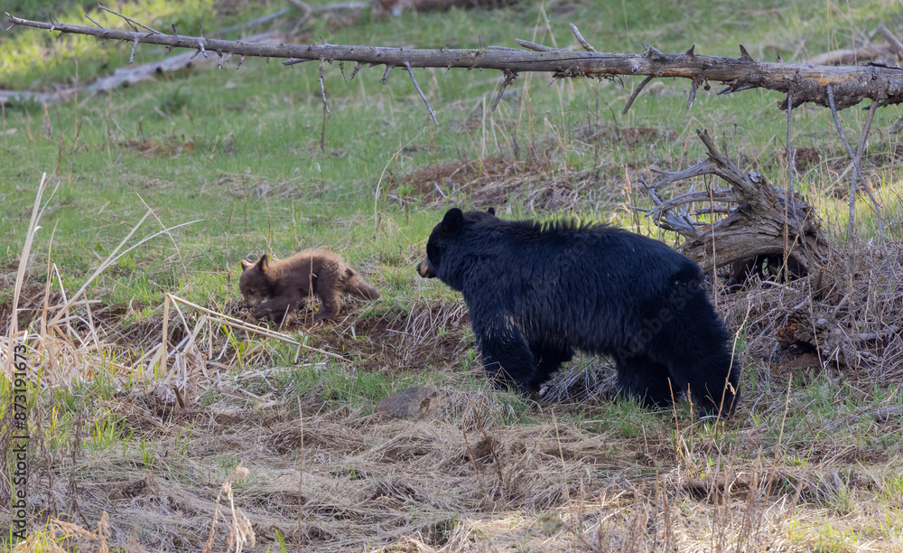 Black Bear Sow and Cub in Yellowstone National Park Wyoming in Springtime Black Bear Sow and Cub in Yellowstone National Park Wyoming in Springtime
