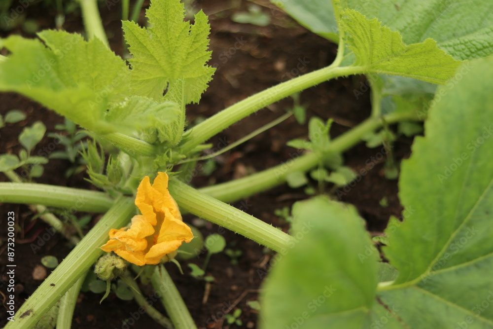 custom made wallpaper toronto digitalzucchini in a vegetable garden