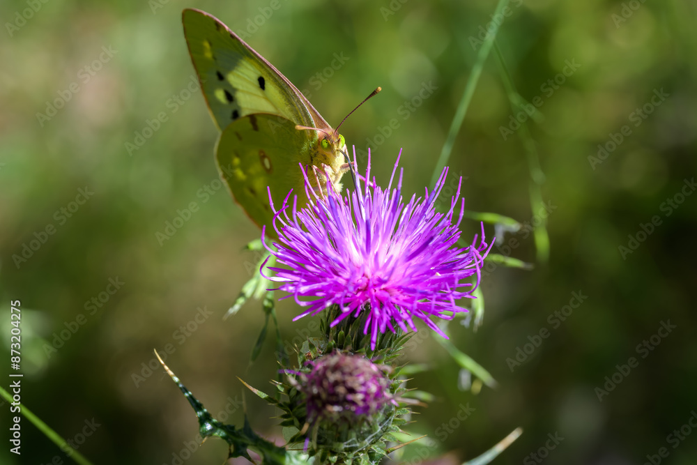 Macrofotografía de insectos en la Sierra de Guadarrama Macrofotografía de insectos en la Sierra de Guadarrama