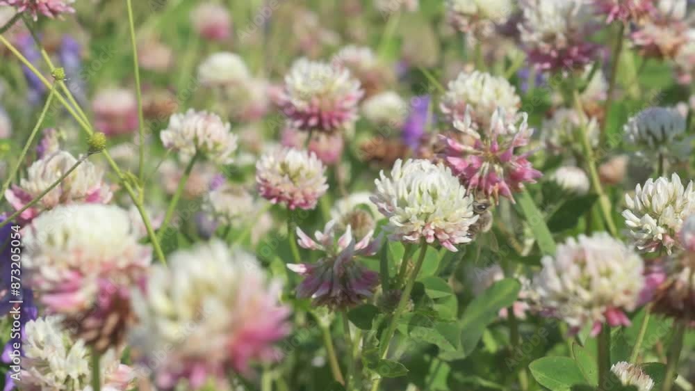 beautiful fresh blossoming pink clover on field with working bees at sunny day. macro footage beautiful fresh blossoming pink clover on field with working bees at sunny day. macro footage
