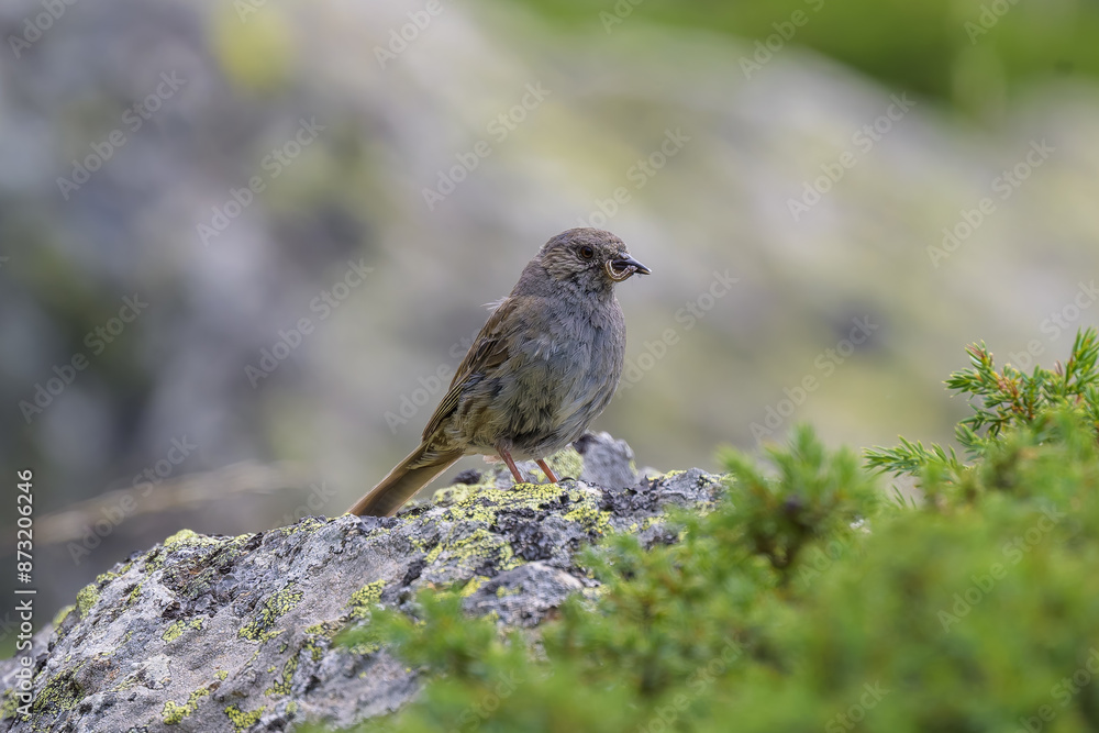 Aves en la Sierra de Guadarrama Aves en la Sierra de Guadarrama