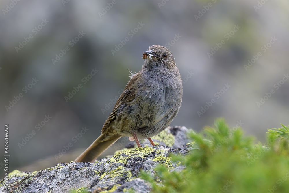 Aves en la Sierra de Guadarrama Aves en la Sierra de Guadarrama