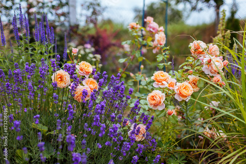 Elizabeth Stuart rose blooming in summer garden by lavender. Orange multi-petal flowers grow on shrub. Massad selection photo