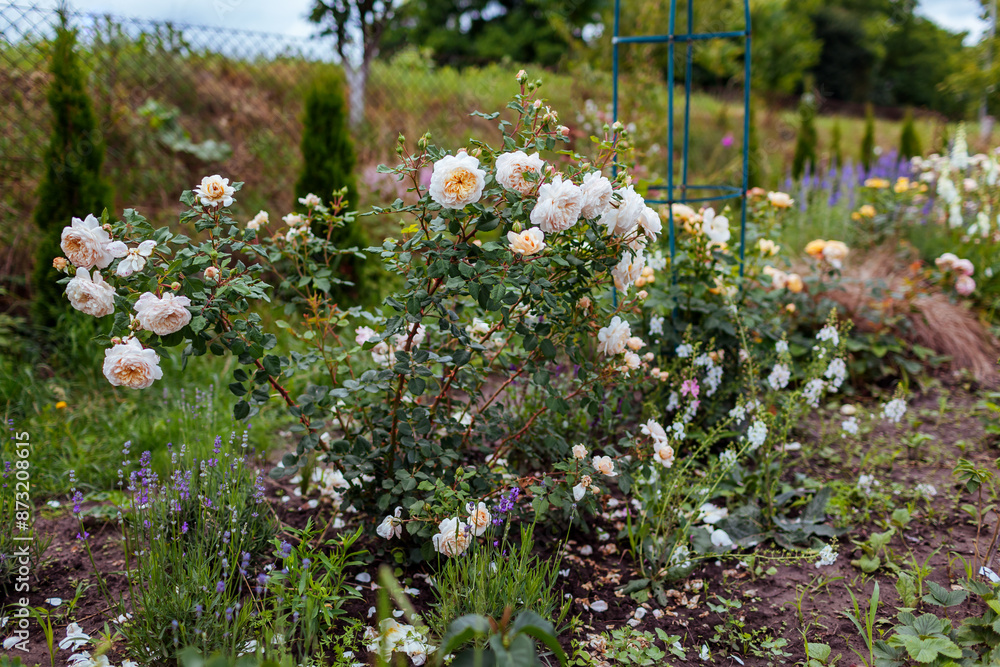Fototapeta premium English Crocus Rose blooming in summer garden. White creamy flowers grow on shrub. Austin selection