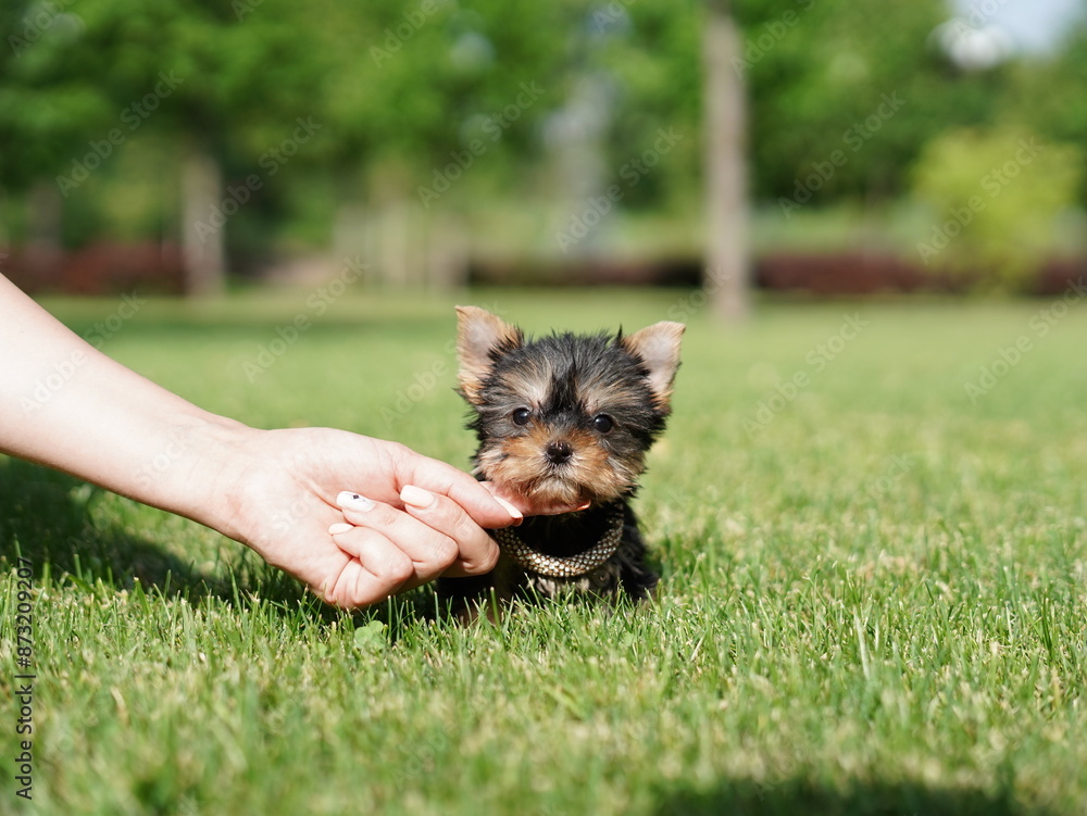 Yorkshire Terrier Puppy Sitting in a white wicker basket on Green Grass. Fluffy, cute dog Looks at the Camera. Domestic pets Yorkshire Terrier Puppy Sitting in a white wicker basket on Green Grass. Fluffy, cute dog Looks at the Camera. Domestic pets