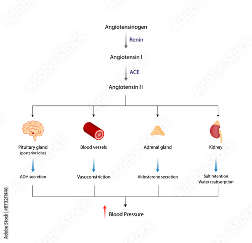 Angiotensin II acts on blood vessels, Adrenal gland and Pituitary gland. Renin-Angiotensin-Aldosterone System, RAAS. Blood pressure regulation. Vector illustration.	
