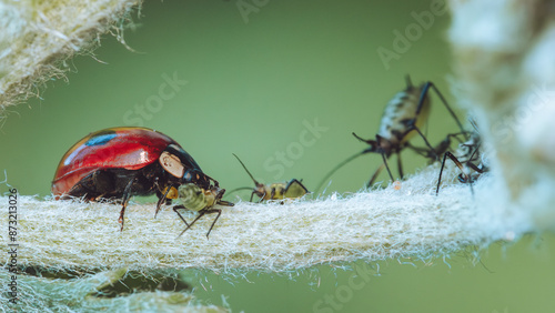 A Ladybird beetle predating on Aphids photo