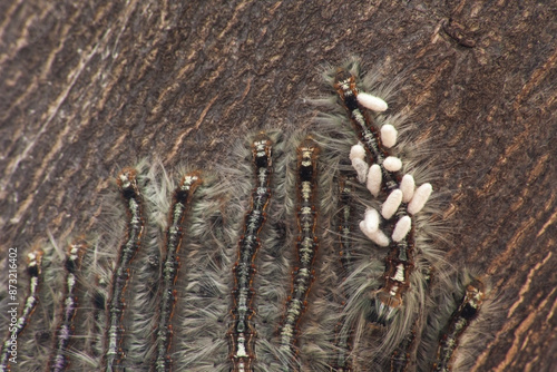 Cape Lappet Moth caterpillar parasited by braconid wasps 5381 photo