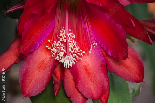 Red Cactus Flower 5439 photo