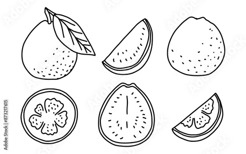 Guava fruit set whole and halves doodle outline