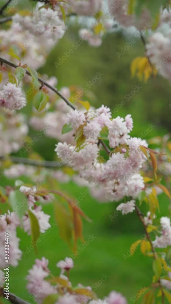 Japanese flowering cherry. Chinese bush cherry. Spring cherry blooming blossoming in the garden park outdoors. Beautiful tree with white flowers in the park Japanese flowering cherry. Chinese bush cherry. Spring cherry blooming blossoming in the garden park outdoors. Beautiful tree with white flowers in the park