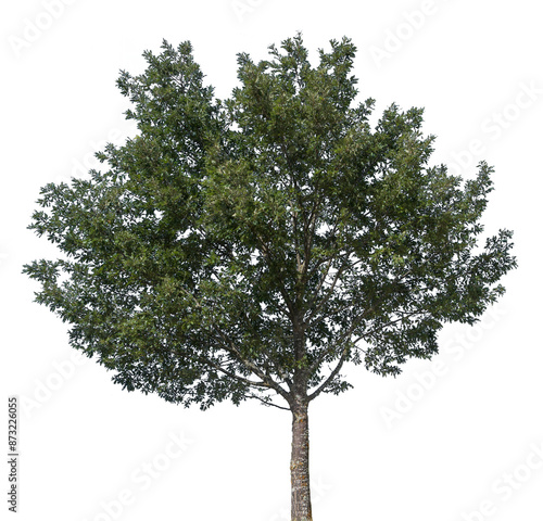 Single Green Tree Cutout – Transparent PNG for Landscape Design