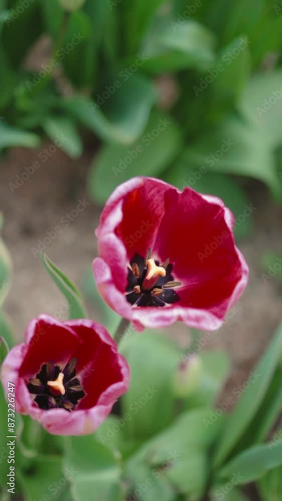 Didier's tulip. Beautiful red pink tulip blooming in the garden. Vertical video Didier's tulip. Beautiful red pink tulip blooming in the garden. Vertical video