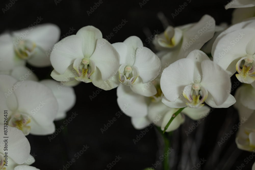 Obraz premium Close-Up of White Orchids
