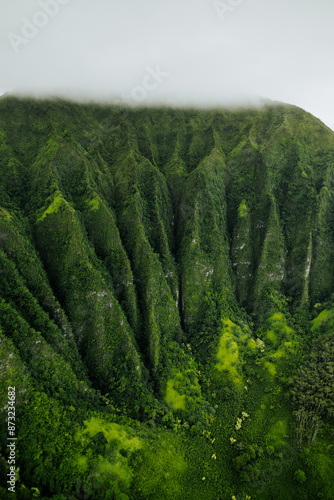 forest in the mountains