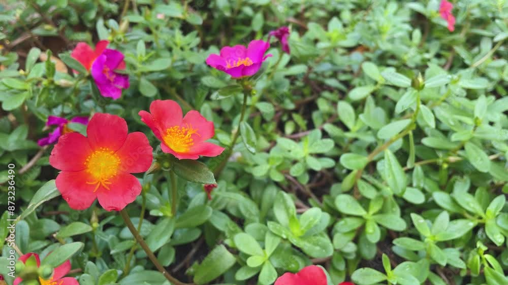 Colorful purslane flowers in the garden. Flower known as eleven o'clock, nine o'clock. Colorful purslane flowers in the garden. Flower known as eleven o'clock, nine o'clock.