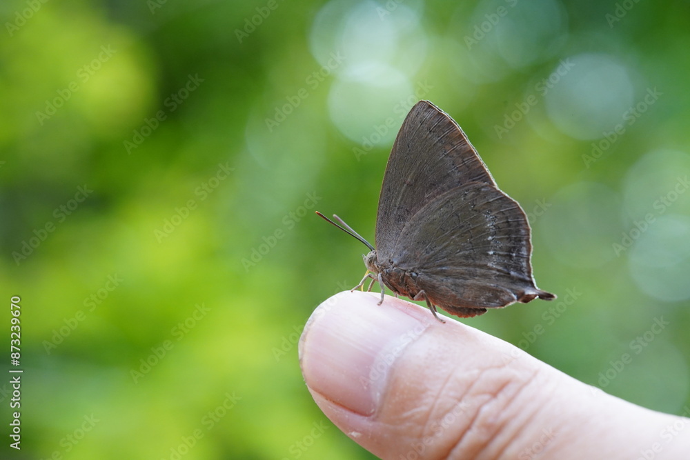 Obraz premium Butterflies found in the natural forest.