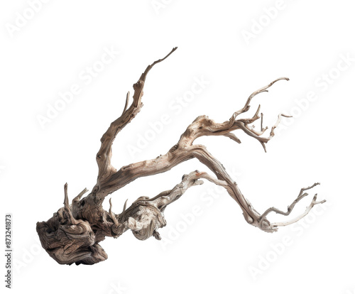 Dry twisted tree branch on white background.. photo