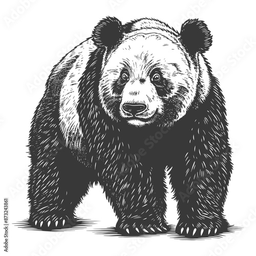 Detailed Sketch of a Giant Panda with a Curious Expression