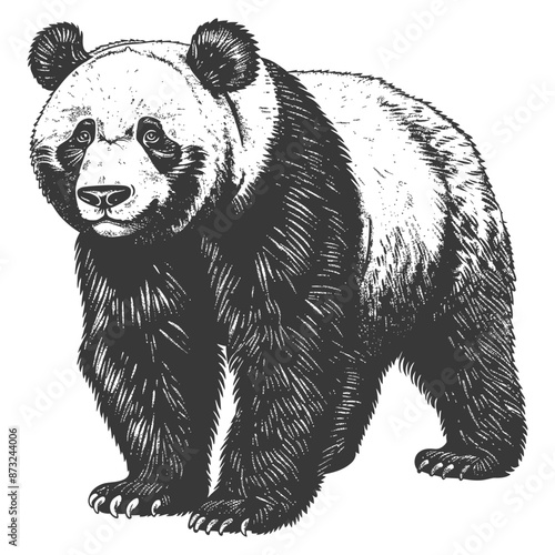 Detailed sketch of a giant panda bear with a curious expression