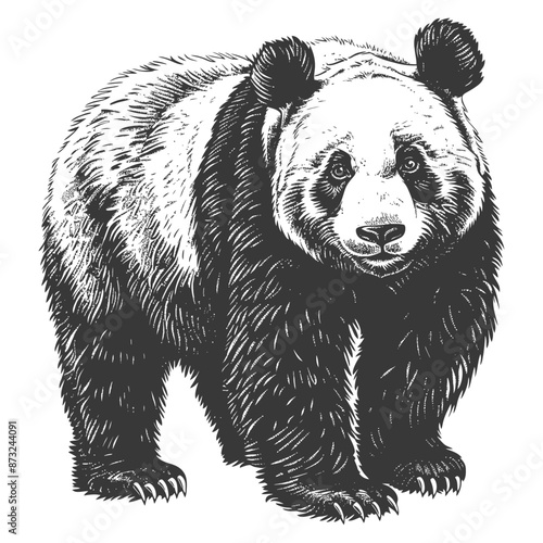 Detailed Sketch of a Panda Bear with a Curious Expression