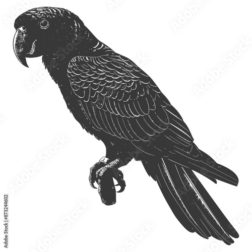 Black and white detailed illustration of a parrot