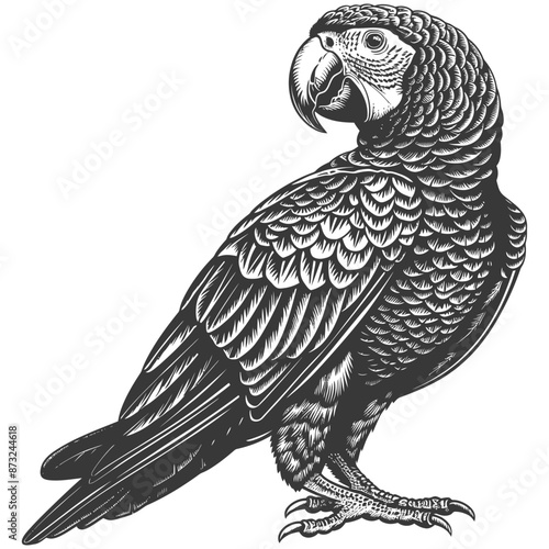 Detailed Vintage Parrot Sketch