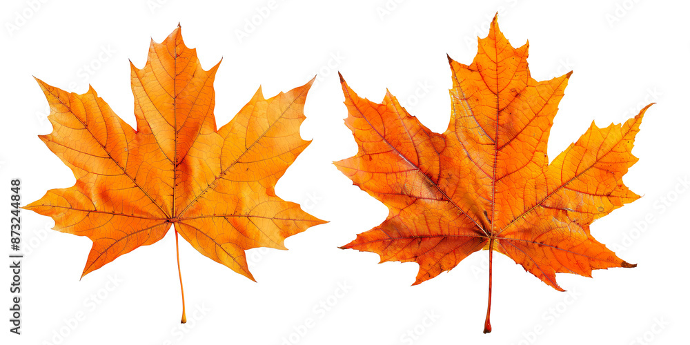 Isolated Orange Maple Leaf on Transparent Background Isolated Orange Maple Leaf on Transparent Background