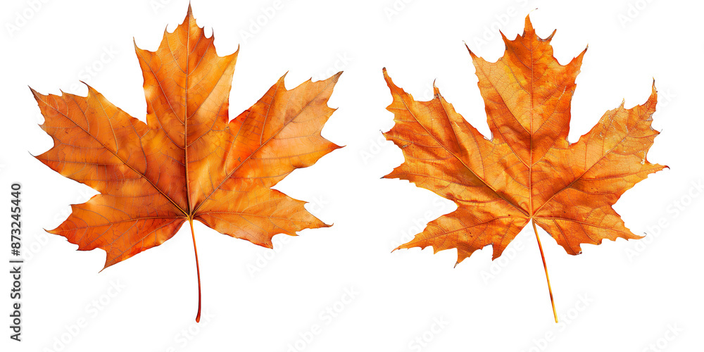 Isolated Orange Maple Leaf on Transparent Background Isolated Orange Maple Leaf on Transparent Background