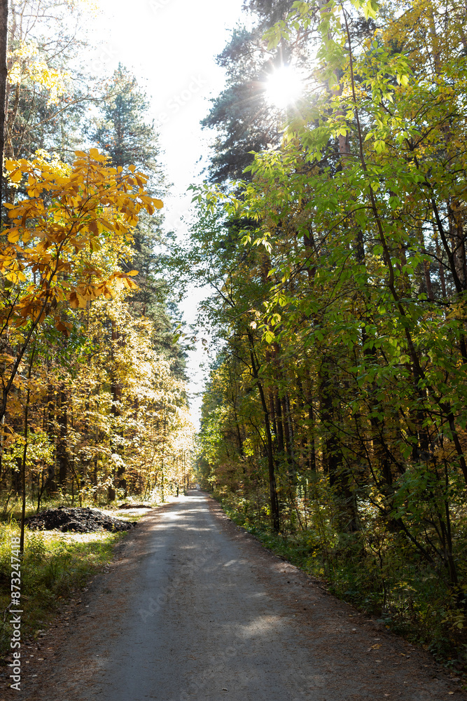 Sunlit dirt road in fall forest park. Natural beauty and tranquility in autumn sunny day. Sunlit dirt road in fall forest park. Natural beauty and tranquility in autumn sunny day.