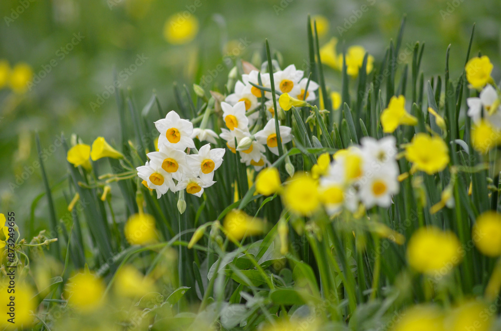 Obraz premium Golden Trumpets of Spring Narcissus Flowers in Full Bloom A Vibrant Welcome to Warmer 