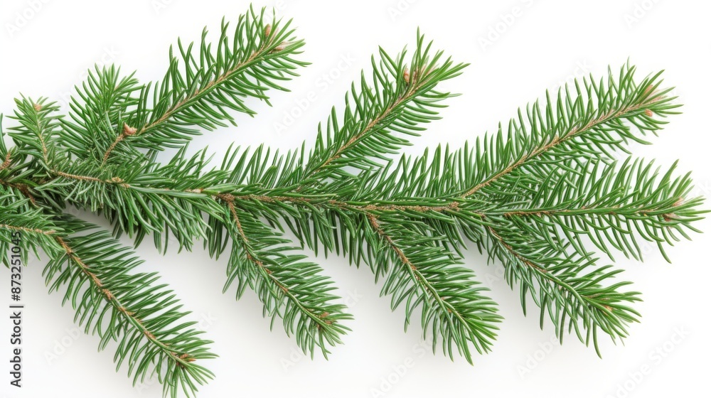 Christmas tree branch isolated on a white background Christmas tree branch isolated on a white background