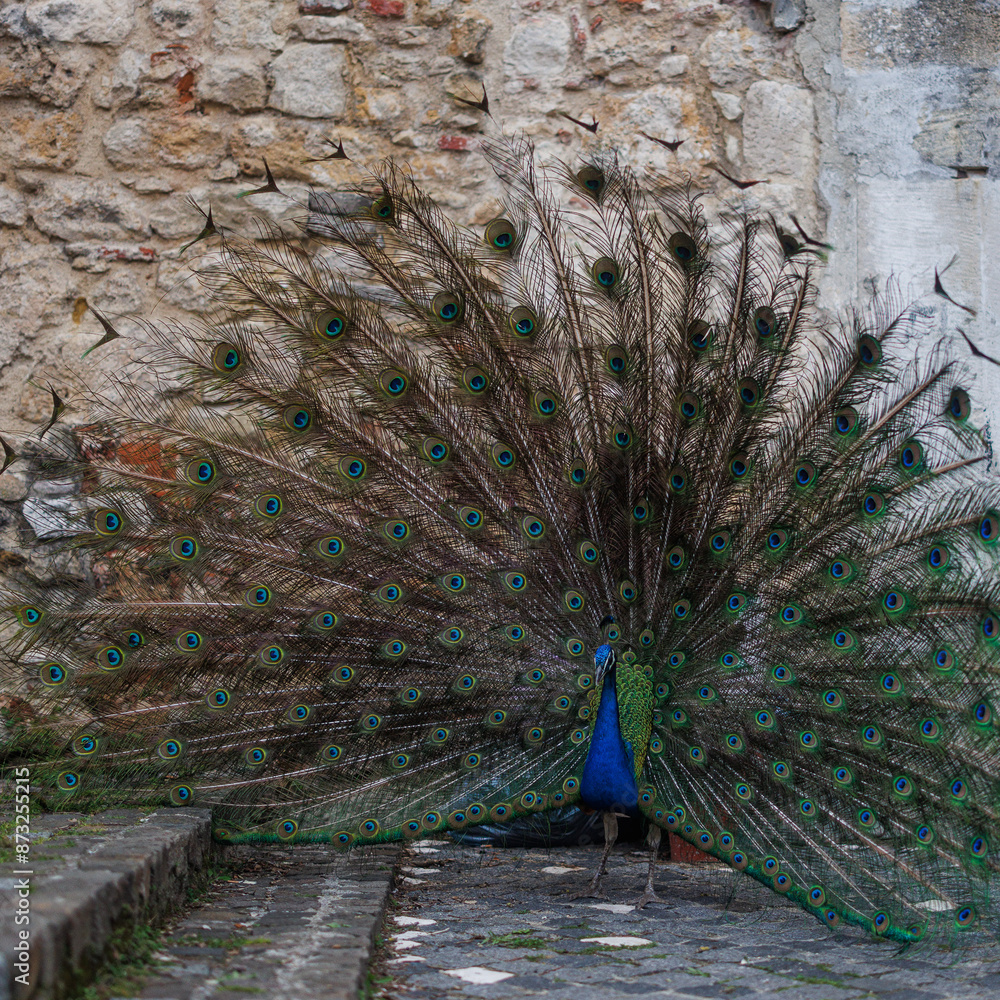Obraz premium peacock with feathers out