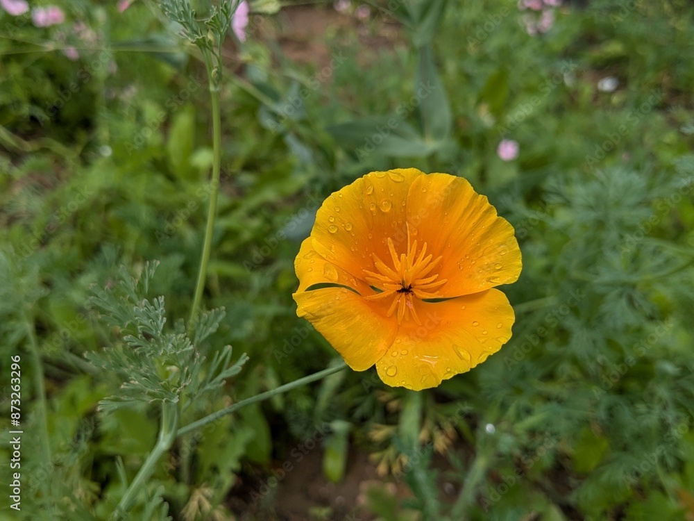 orange poppy flower orange poppy flower