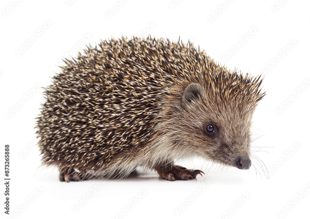 Obraz premium One hedgehog isolated.