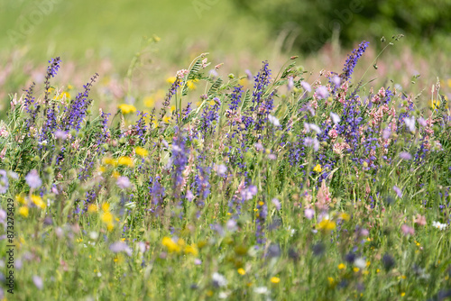 Wildblumenwiese