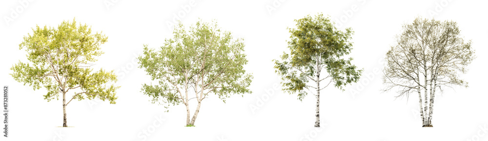 collection of aspen trees isolated on transparent or white background collection of aspen trees isolated on transparent or white background