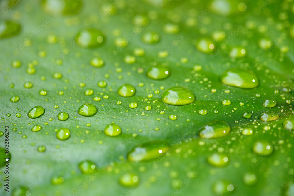 Wet surface of monochrome green leaf with dew droplets. Macro close up of water lily leaf (Nymphaeaceae) floating on a garden pond in Germany after heavy rain in early summer. Wet surface of monochrome green leaf with dew droplets. Macro close up of water lily leaf (Nymphaeaceae) floating on a garden pond in Germany after heavy rain in early summer.