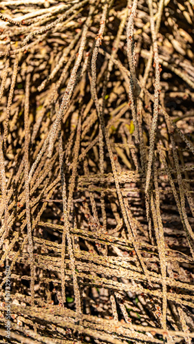 Açaí Nativo Ilha Marajó Amazônia Pará Brasil Fruta Colheita Agricultura Palmeira Superalimento Floresta Tropical Biodiversidade Paisagem Rural Comunidade Indígena Nutrição Sustentável Ecológico