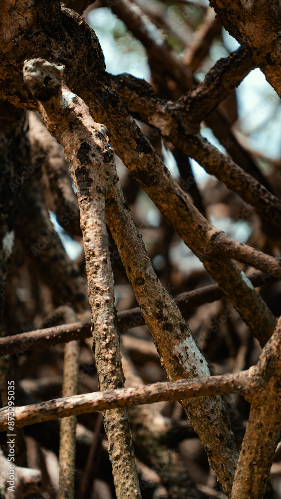 Fototapeta premium Mangue Manguezal Ilha Marajó Amazônia Pará Brasil Pântanos Floresta Tropical Biodiversidade Flora Fauna Vegetação Costeira Ecologia Vida Selvagem Conservação Natureza Paisagem Cênica Ecossistema Natur