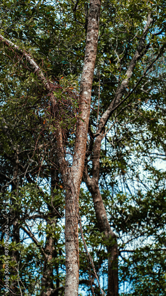 Fototapeta premium Mangue Manguezal Ilha Marajó Amazônia Pará Brasil Pântanos Floresta Tropical Biodiversidade Flora Fauna Vegetação Costeira Ecologia Vida Selvagem Conservação Natureza Paisagem Cênica Ecossistema Natur