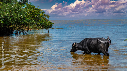 Foto Búfalo Ilha Marajó Amazônia Pará Brasil Vida Selvagem Natureza Manada Pastando P