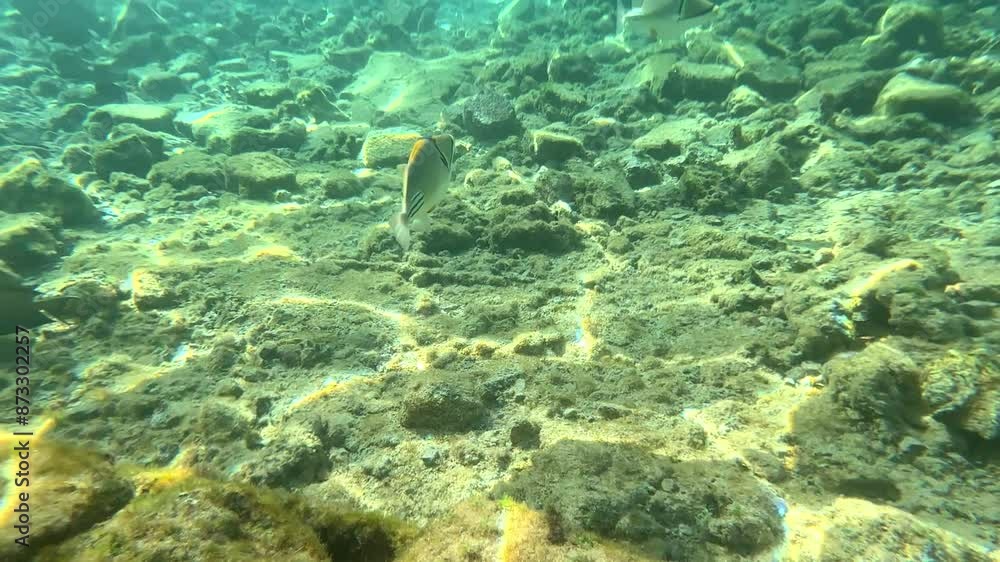 Triggerfish fish attacks humans to protect their offspring. Triggerfish fish attacks humans to protect their offspring.