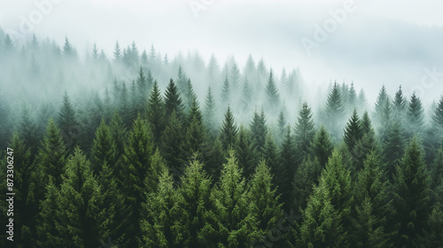 View Of A Green Alpine Trees Forest: Mountains At The Back Covered With Fog And Mist Creating A Serene And Mystical Landscape