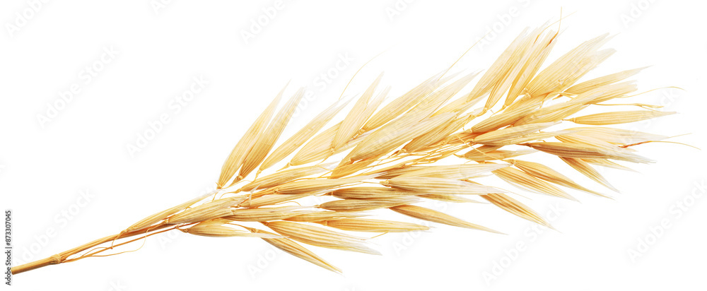 Dry ear of oats isolated on white background. Macro photography. Dry ear of oats isolated on white background. Macro photography.