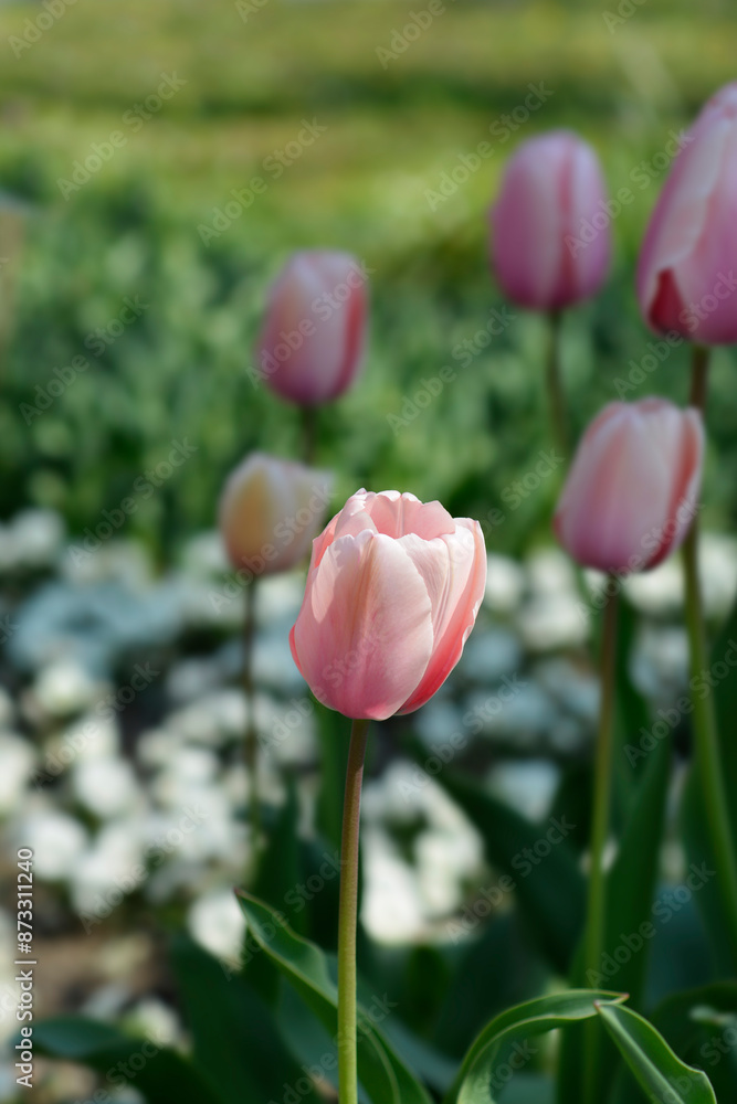 Fototapeta premium Tulip Salmon Impresion flowers
