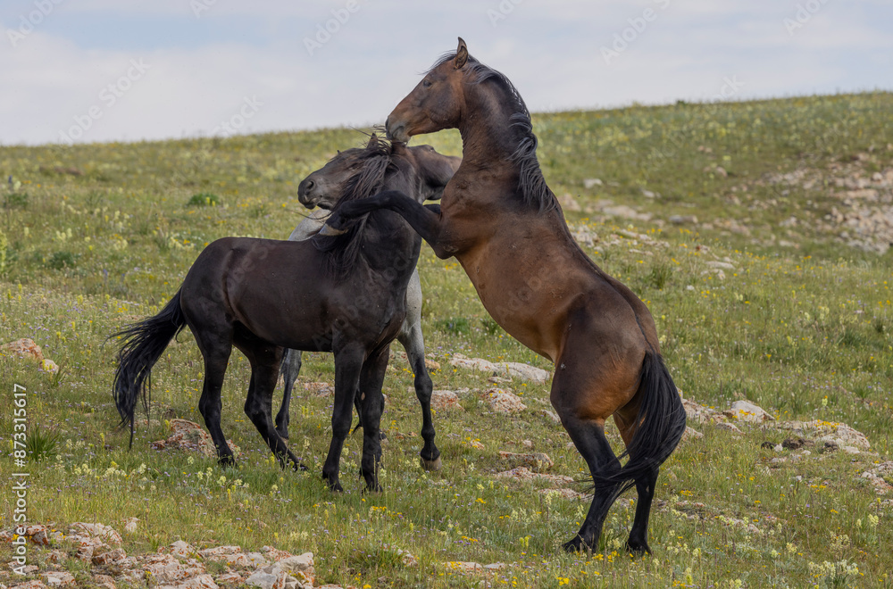 Wild Horse Stallions Fighting in Summer in the Pryor Mountains Montana Wild Horse Stallions Fighting in Summer in the Pryor Mountains Montana