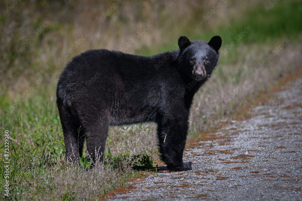 Fototapeta premium Black Bear in the wild. 