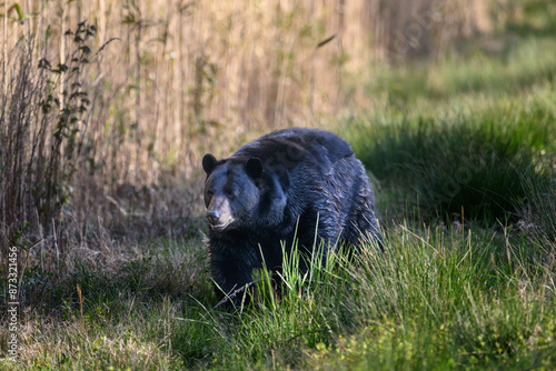 Black Bear in the wild.
