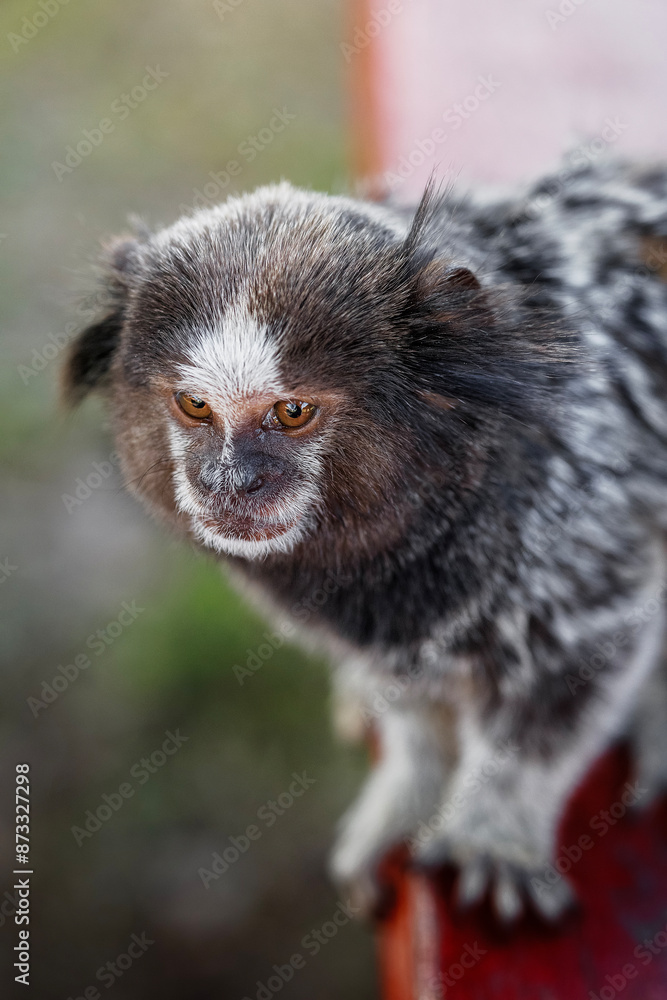 Sagui Sagui